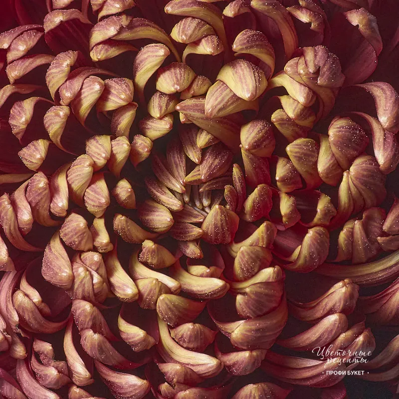 Хризантема Бигуди Шоколад (Bigoudi Chocolate), фото 4 Хризантема Бигуди Шоколад (Bigoudi Chocolate), фото 4