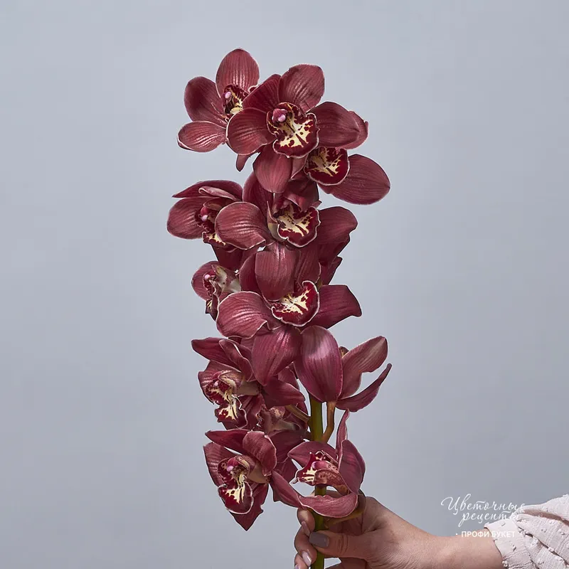Орхидея Цимбидиум Шоколад, фото 2 Орхидея Цимбидиум Шоколад, фото 2