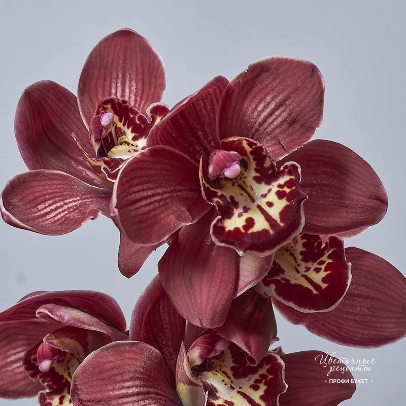Орхидея Цимбидиум Шоколад, фото 3 Орхидея Цимбидиум Шоколад, фото 3