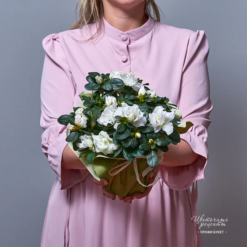 Азалия белая Фото «Азалия белая»