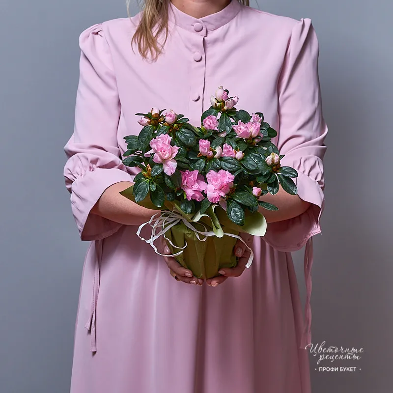 Азалия розовая Фото «Азалия розовая»